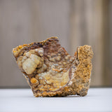 Agatized Coral